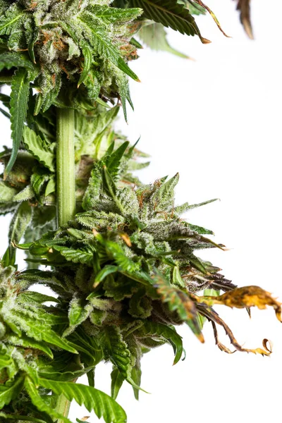 Lsd Hybridsorte von Cannabis — Stockfoto