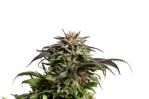 Lsd Hybridsorte von Cannabis — Stockfoto