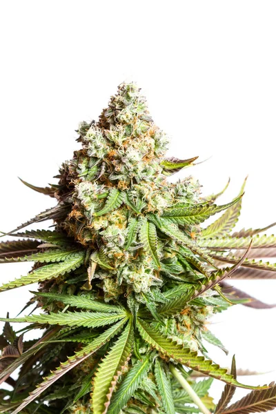 Skörd för cannabis — Stockfoto