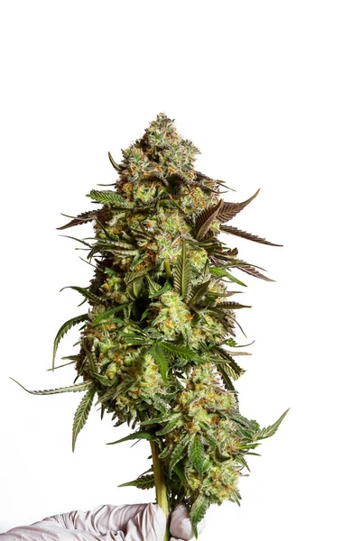 Skörd för cannabis — Stockfoto