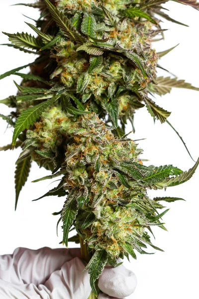 Skörd för cannabis — Stockfoto