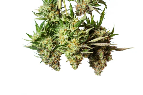 Tempo de colheita de cannabis — Fotografia de Stock