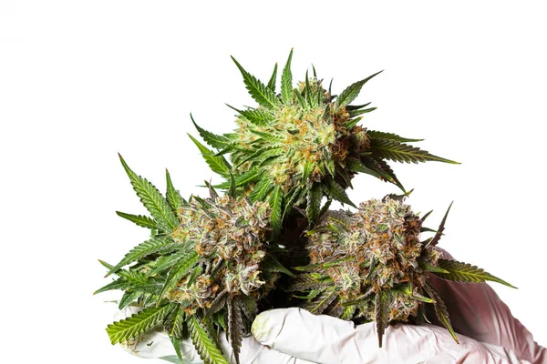 Erntezeit für Cannabis — Stockfoto