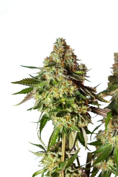 Tijd voor cannabis oogsten — Stockfoto
