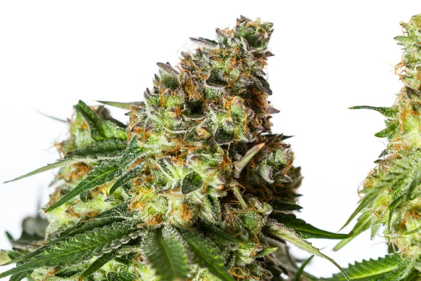 Tempo di raccolta per la cannabis — Foto Stock