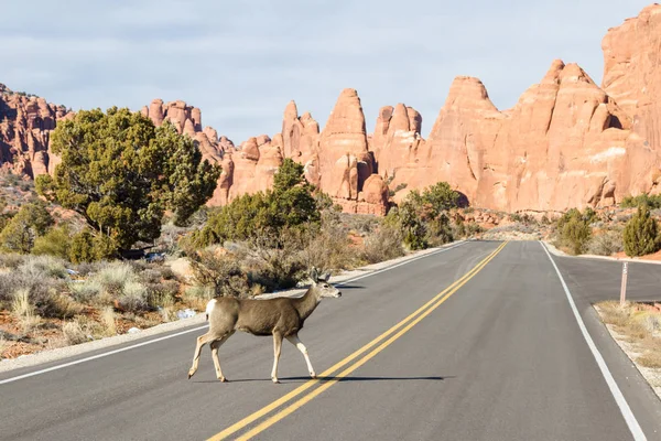 Deer crossing the road — Stock Photo, Image