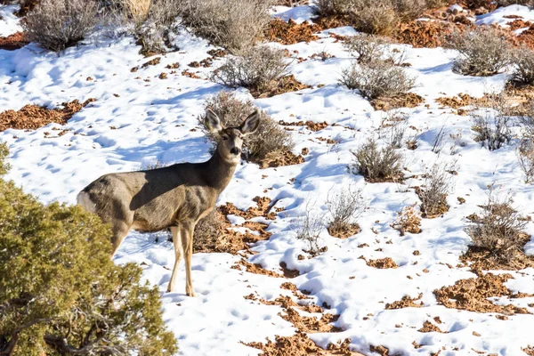 Wildlife in the park — Stock Photo, Image