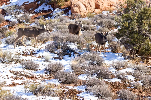 Wildlife in the park — Stock Photo, Image