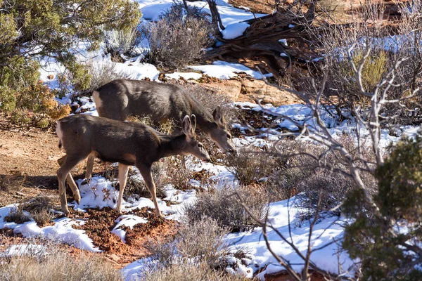 Wildlife in the park — Stock Photo, Image