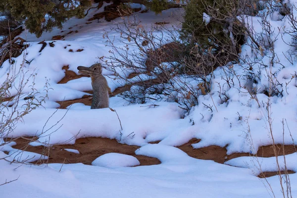 Konijn in de sneeuw — Stockfoto