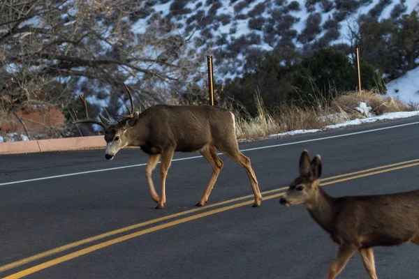 Cerfs traversant la route — Photo