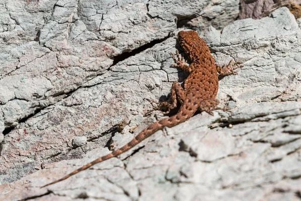 Lizard on the rocks — Stock Photo, Image