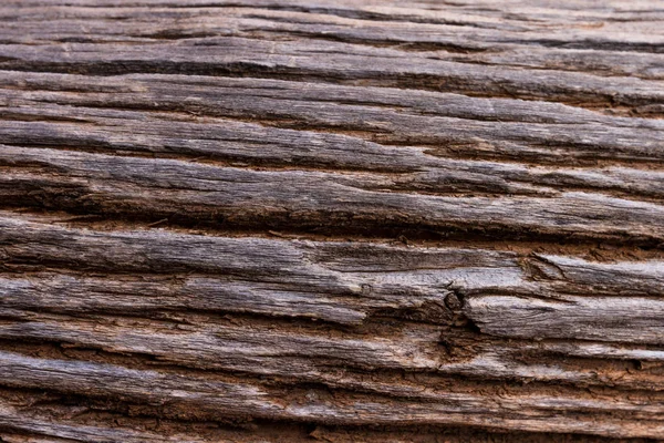 Árbol muerto de cerca — Foto de Stock