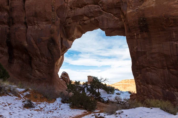 Pine Tree Arch — Stockfoto