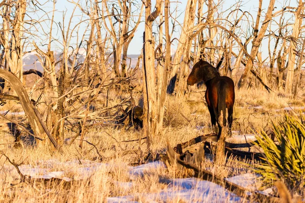 Dziki koń w Mesa Verde Np — Zdjęcie stockowe