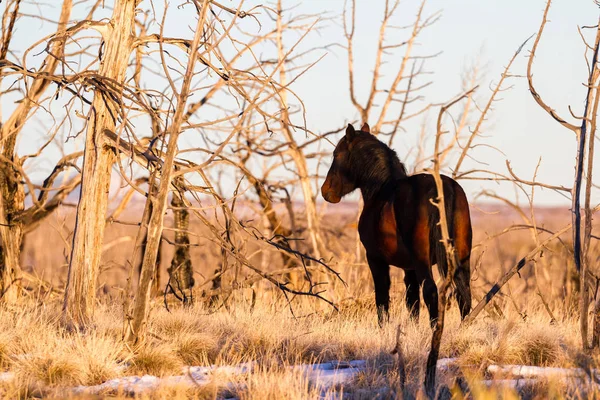 Caballo salvaje en Mesa Verde NP — Foto de Stock