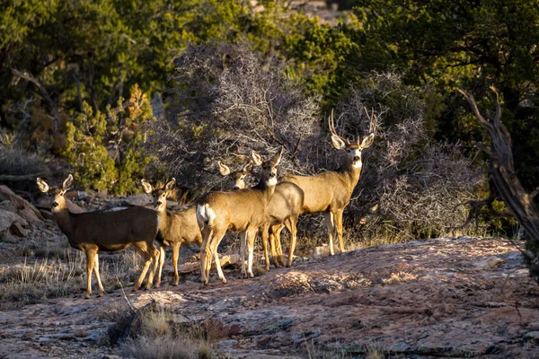 Familia de ciervos de mula — Foto de Stock