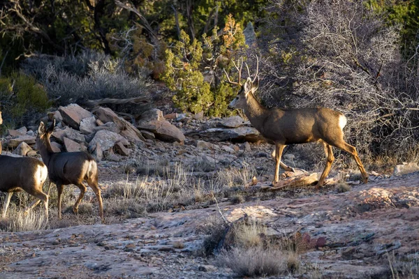 Famille des cerfs mulets — Photo