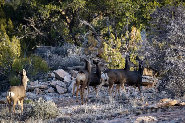 Mule deer family — Stock Photo, Image