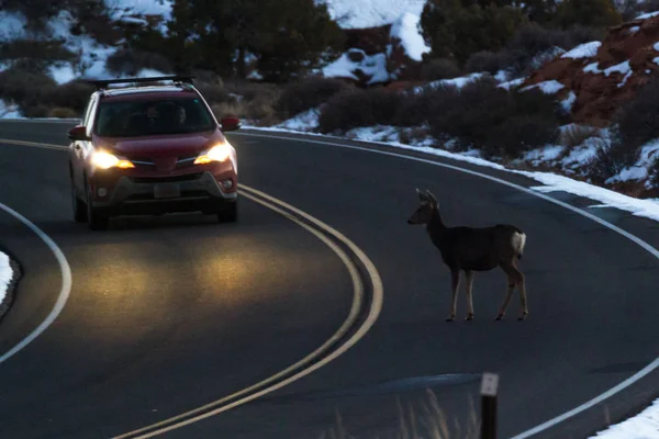 Ciervos cruzando la calle — Foto de Stock