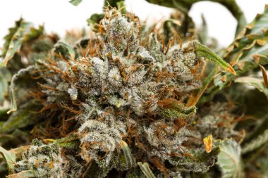 Esrar ya da beyaz üzerinde marihuana