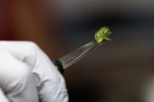 Bud clipping process — Stock Photo, Image