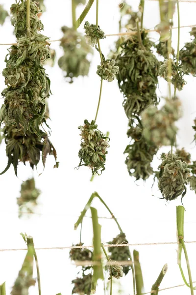 Sorting and drying cannabis — Stock Photo, Image