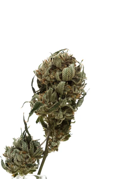 Cannabis of marihuana over Wit — Stockfoto