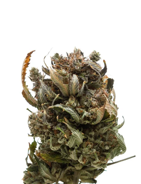 Cannabis of marihuana over Wit — Stockfoto