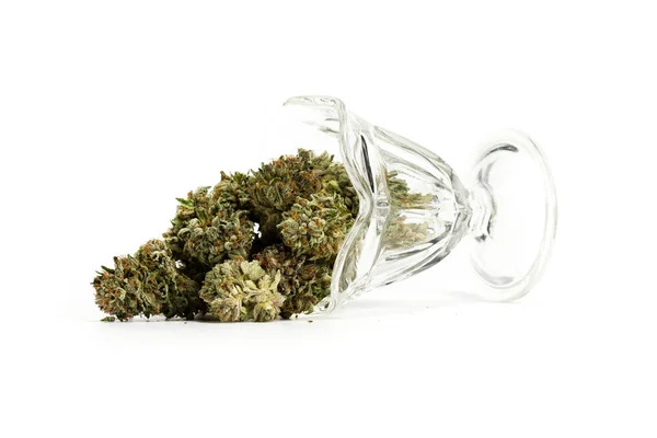 Servire la cannabis sativa — Foto Stock