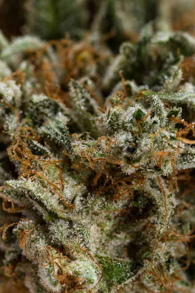 Beautiful cannabis bud — Stock Photo, Image