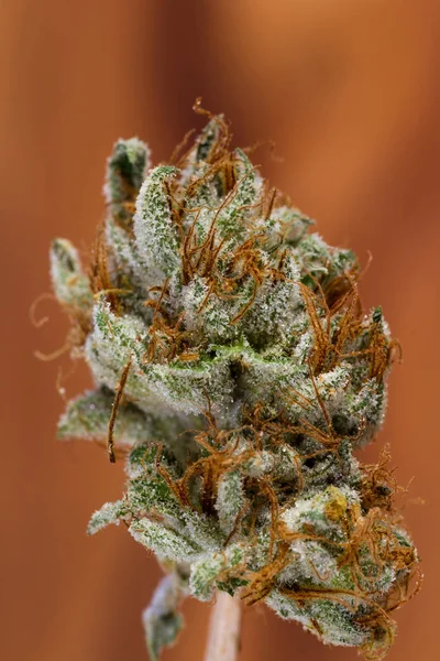 Cannabis bud na stůl — Stock fotografie