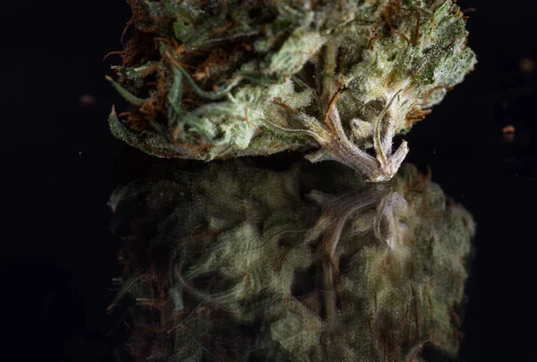 Vackra marijuana närbild — Stockfoto