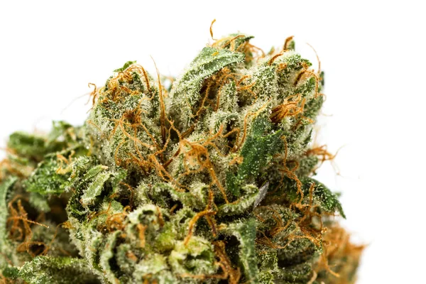 Fibras y cristales en un brote de cannabis —  Fotos de Stock