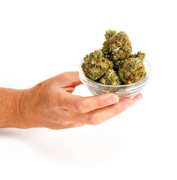 Holding  clipped buds — Stock Photo, Image