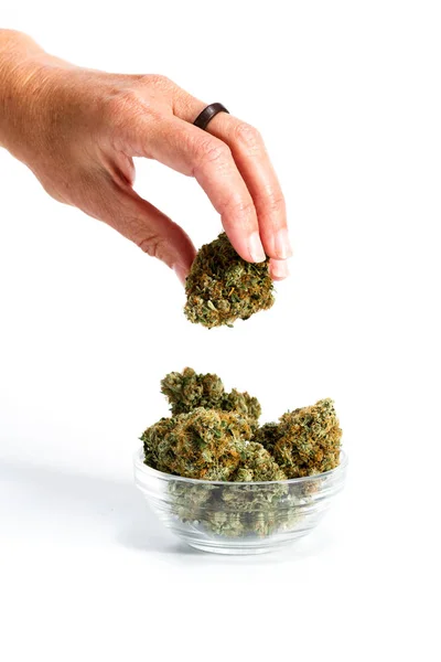 Picking out a bud — Stock Photo, Image
