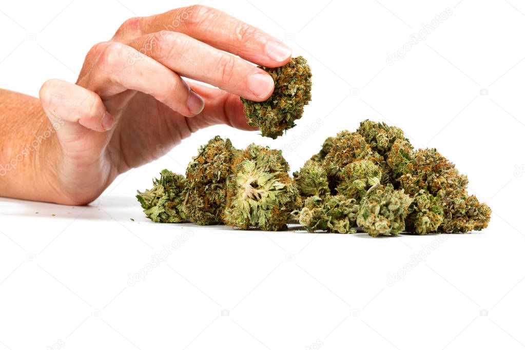 holding a clipped bud