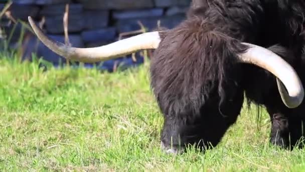 Skoçya Dağlarında Highland Boğa Taze Yeşil Çim Üzerinde Rahatlatıcı — Stok video