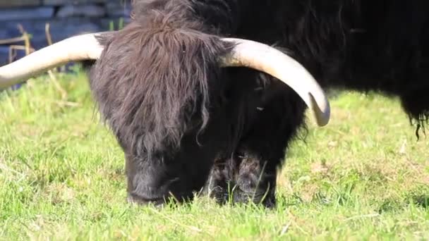 新鮮な緑の草の上でリラックススコットランドの山の高地雄牛 — ストック動画