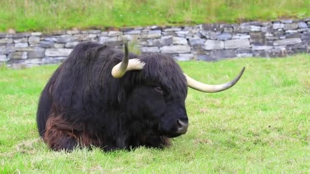 Highland Touro Nas Montanhas Escócia Relaxando Grama Verde Fresca — Vídeo de Stock