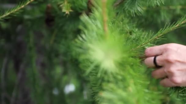 常绿树上新生长的软绵绵的触摸 与自然联系的概念 — 图库视频影像