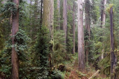 Güney Oregon Sahili 'nden birkaç kilometre uzakta ıssız bir ormandaki dev sekoya ağaçları.