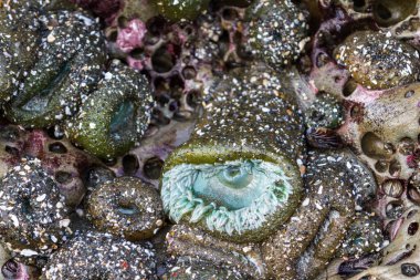 Bir grup deniz şakayığının alçak gelgitler tarafından maruz bırakıldığı yere yaklaşın. Güney Oregon sahilinde bir tanesi hala açıktır.