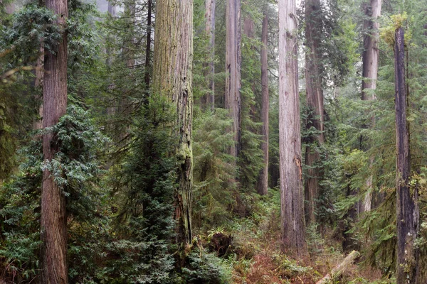 Árboles Secuoyas Gigantes Bosque Aislado Pocos Kilómetros Tierra Adentro Costa — Foto de Stock