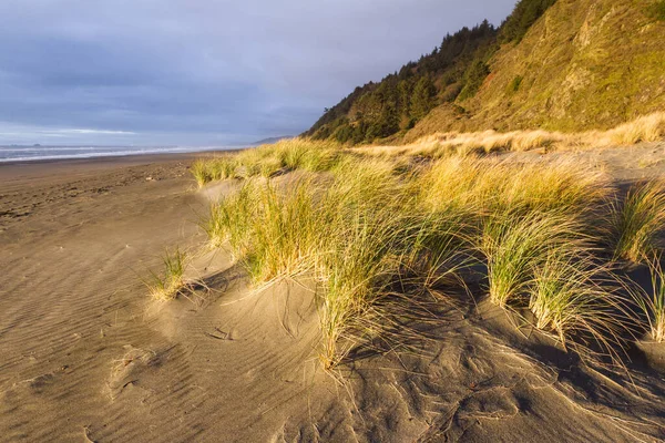 Bright Golden Color Dried Grass Sun Sets Adding Highlights Contrast — Stock Photo, Image