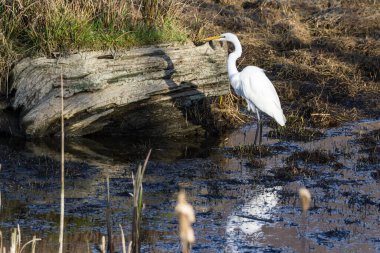 Güzel beyaz balıkçıl, Oregon 'un güney kıyısındaki Hunter deresinin yakınındaki sığ gel-git havuzunda balık arıyor.