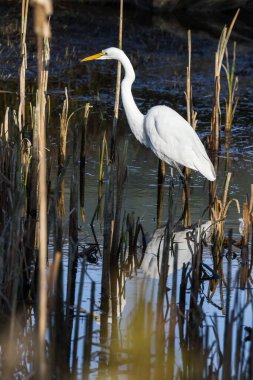 Güzel beyaz balıkçıl, Oregon 'un güney kıyısındaki Hunter deresinin yakınındaki sığ gel-git havuzunda balık arıyor.