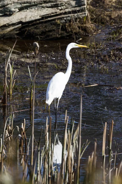 Beautiful Great White Egret Looking Fish Shallow Tidal Pond Hunter — Stock Photo, Image