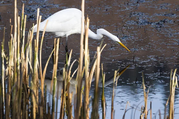 Beautiful Great White Egret Looking Fish Shallow Tidal Pond Hunter — Stock Photo, Image