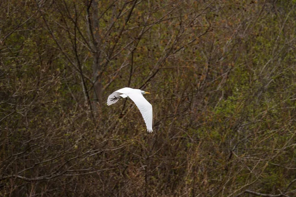 Μεγάλο Λευκό Egret Που Φέρουν Πρώιμη Ανοιξιάτικη Βλάστηση Στο Παρασκήνιο — Φωτογραφία Αρχείου